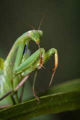 Praying mantis in the wild - Mantis religiosa