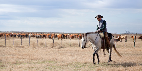 Cowboy moving cattle
