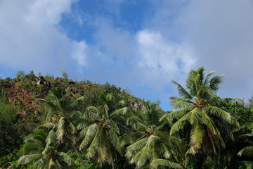 Palm trees growing everywhere on the Seychelles
