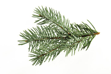 Green spruce branch on a pure white background