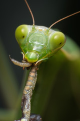 Praying mantis eating lizard - Mantis religiosa