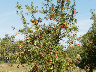 Malus domestica | Branches de pommier domestique ou pommier commun garnies de pommes