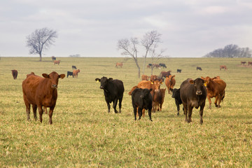 Fototapeta na wymiar Cattle ranch