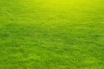 Fotobehang Mowed green lawn. Landscaping. Grass © Sergey