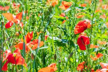 Field of tender red poppies.