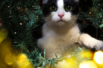 Little cute cat sitting in christmas tree