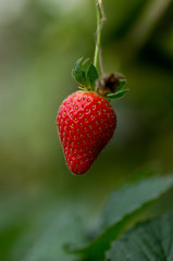 strawberry on a green background