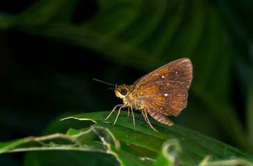 Obraz na płótnie Canvas Chestnut bob Butterfly at Garo Hills,Meghalaya,India