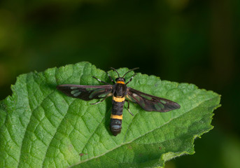 Amata Cyssea Moth at Garo Hills,Meghalaya,India