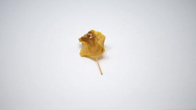 Dried yellow leaf isolated on a white background