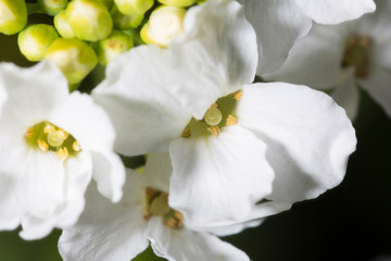 White Flower on dark Background. Flowering Plant in Summer