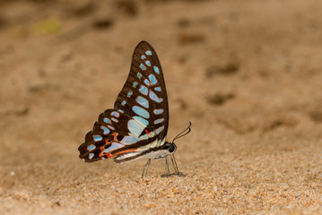 Common Jay Butterfly at Garo Hills, Meghalaya,India