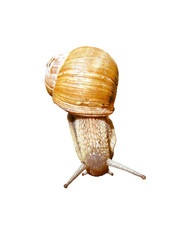 Snail isolated on white background