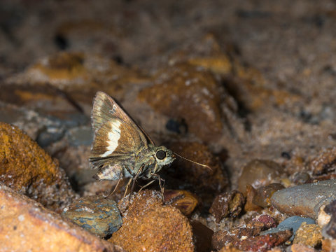 Zema Banded Ace Butterfly at Garo Hills, Meghalaya,India