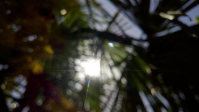 Blurred sunlight coming through palm trees, 4k, 30fps. No audio