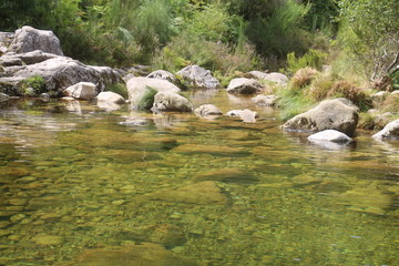 stream in the forest