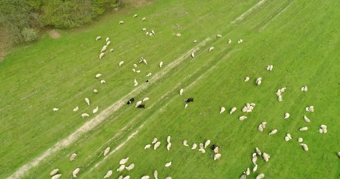 Aerial motion view over flock of sheep grazing in the field