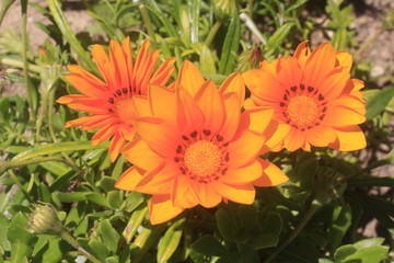 Three orange flowers blossom in the garden