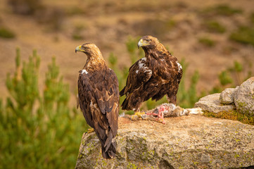 A pair of Spanish Imperial Eagles perched on a rock with prey