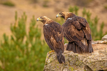 A pair of Spanish Imperial Eagles perched on a rock with prey