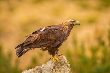 A Spanish Imperial Eagle perched on a rock in it's natural habitat 