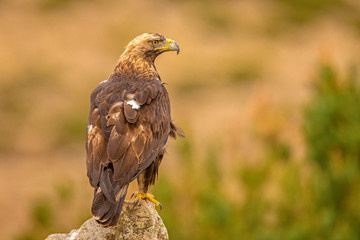 A Spanish Imperial Eagle perched on a rock in it's natural habitat