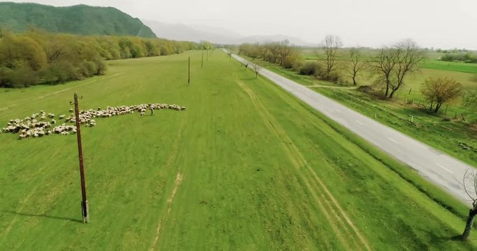 Aerial motion view through countryside road and sheep flock grazing on the other side 4K
