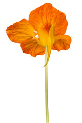 nasturtium flower isolated