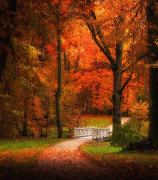 autumn forest