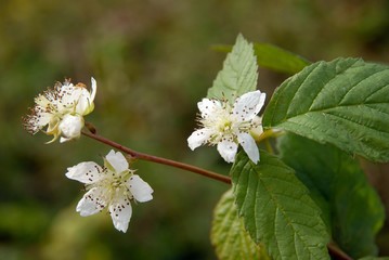 white flowers of wild Rubus fructicosus plant in forest