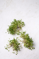 Sprouted mustard microgreen, top view