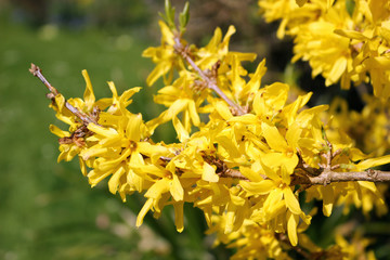 Yellow Flowers of a blooming Forsythia