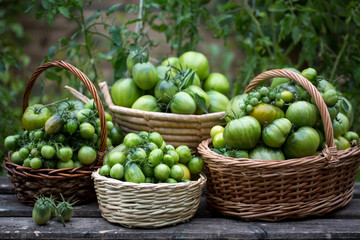 Green tomatoes in baskets