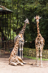 closeup view of giraffe in zoo malacca, malaysia