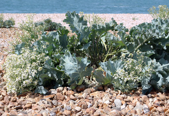 Flowering Sea kale or Crambe maritima