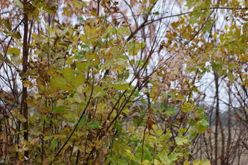 Fototapeta na wymiar autumn flocks in the rain in the wind