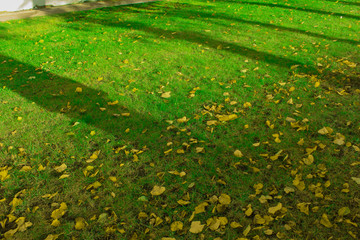 green gross and orange leaves