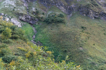 bavarian chamois on the mountains seen on a green steep field from far away