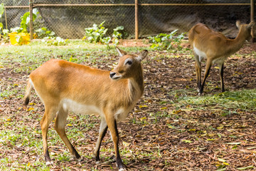 Naklejka na ściany i meble closeup view of deer in zoo malacca, malaysia