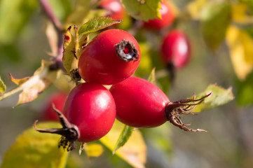 Rosehip, rose-hip fruit, Latin name Fructus cynosbati.