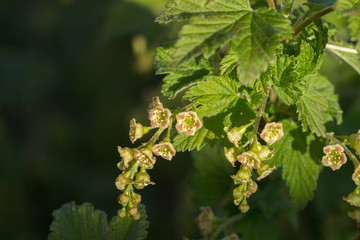 Currant bloom in early spring.