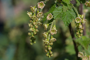 Currant bloom in early spring.