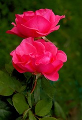 beautiful fragrant roses in a garden