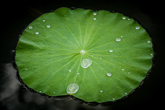 Lotus leaf in a pond, Kampong Thom province, Cambodia 
