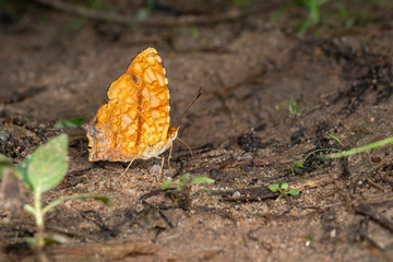 Common Jester Butterfly at Garo Hills,Meghalaya,India