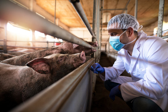 Veterinarian and pigs at domestic animals farm. Food quality control and meat production.