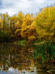 Autumn, Park, overgrown pond.