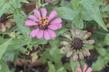 Flowers that die on the sad day of nature
