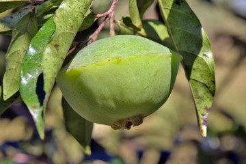 Closeup of cambuci fruit, on tree