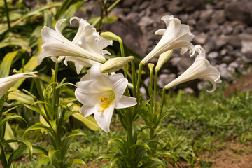 White lilly in the nature, Azores Islands